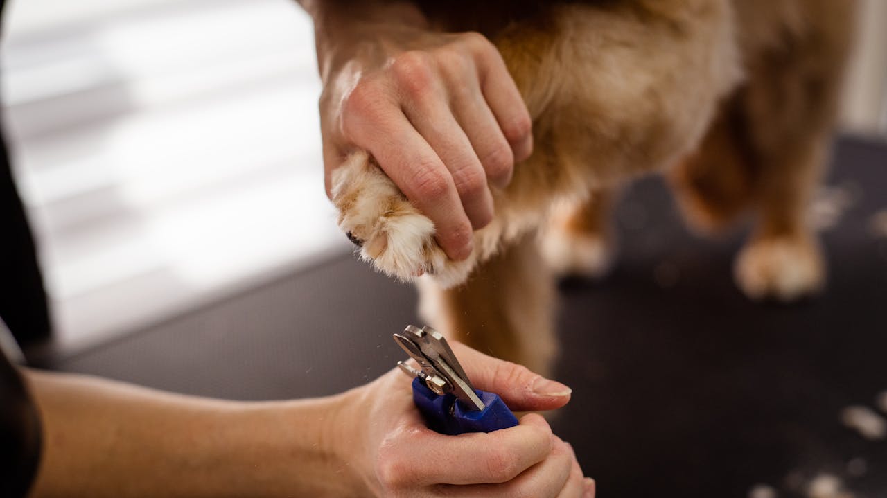 A close-up view of pet grooming focusing on a dogs paw being trimmed with special scissors, highlighting care and precision.