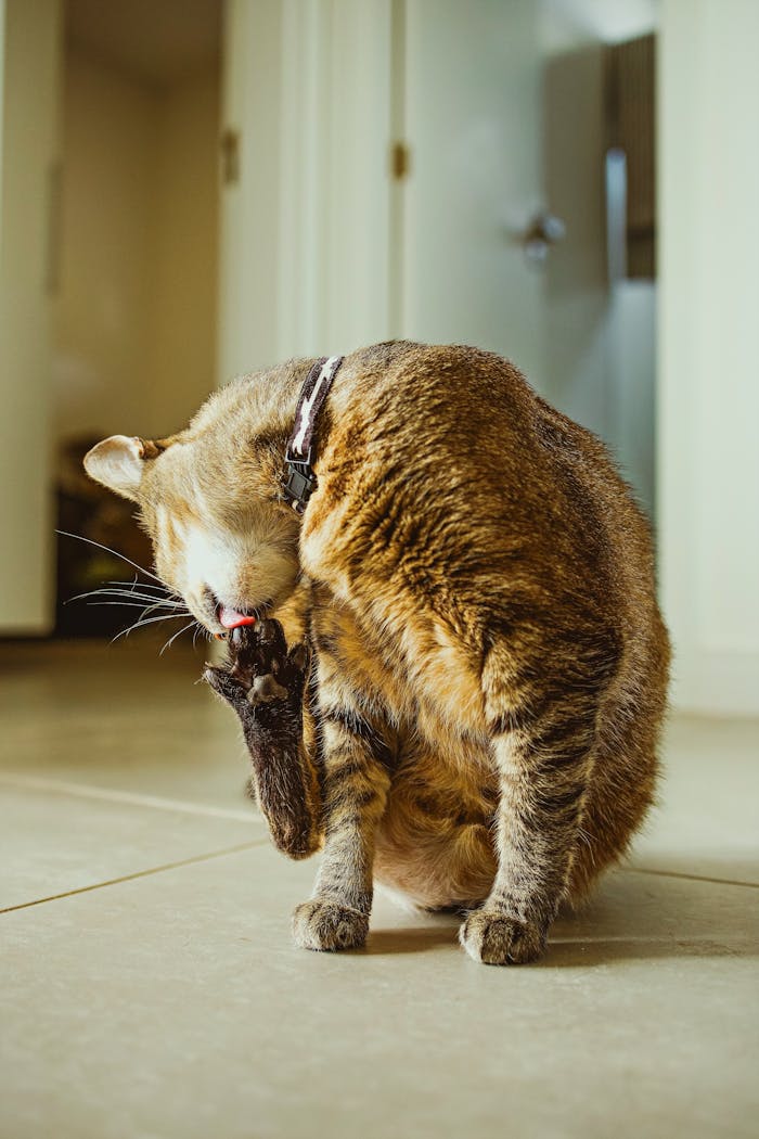 A domestic cat is grooming itself indoors, perfectly capturing everyday feline behavior.